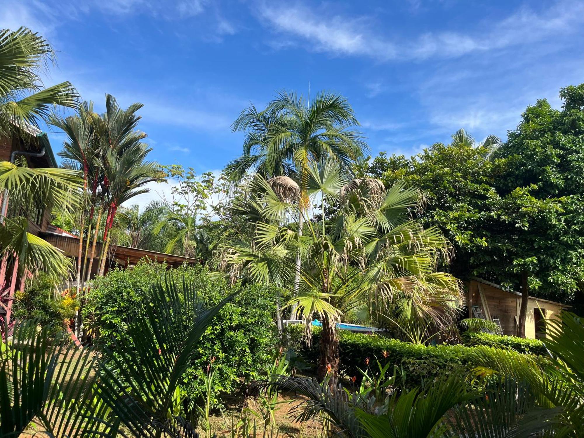 Uvita Oasis Retreat With Villa Cabins And Apartment المظهر الخارجي الصورة